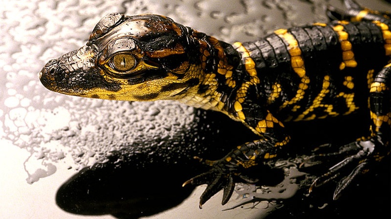 Baby Alligator, Florida